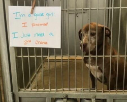 She Spent Half Her Life Waiting In A Shelter — Until One Person Finally Saw Her