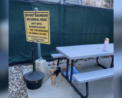 Tiny Dog Found Tied To “Do Not Abandon Animals” Sign Waited All Night For Someone To Save Her