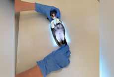 Tiny Puppy The Size Of A Guac Cup Needs The World’s Smallest X-Ray