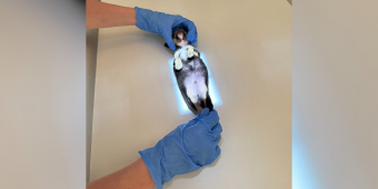 Tiny Puppy The Size Of A Guac Cup Needs The World’s Smallest X-Ray