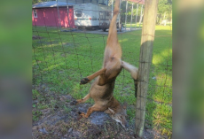 Coyote Rescued After Dangling from Fence — A Close Call Ends in Freedom