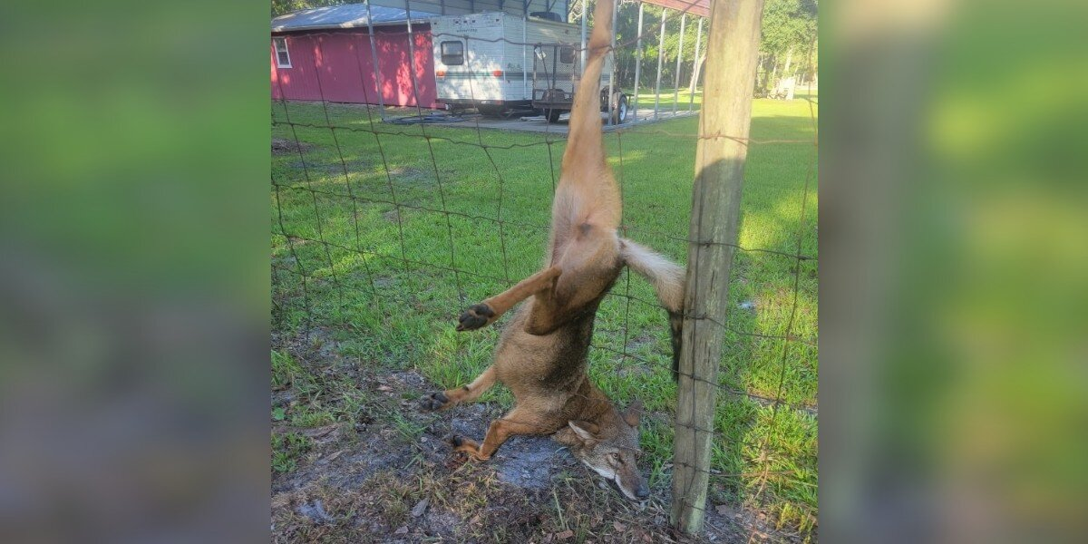 Coyote Rescued After Dangling from Fence — A Close Call Ends in Freedom