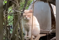 Family Moved Away 6 Years Ago — And Left Him Behind To Survive Alone