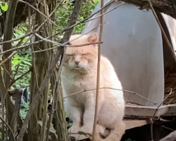 Family Moved Away 6 Years Ago — And Left Him Behind To Survive Alone