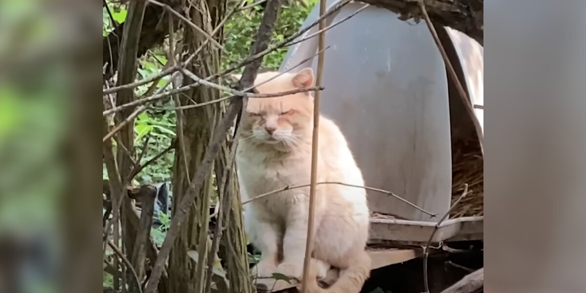 Family Moved Away 6 Years Ago — And Left Him Behind To Survive Alone