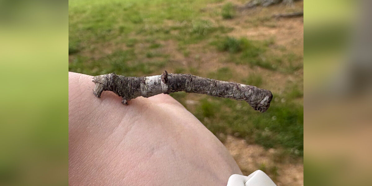 Woman Spots A Strange 'Stick' On Her Porch — Then Realizes It’s Alive