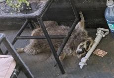 Family Discovers Sleepy Raccoon Snoozing on Their Balcony — And They Couldn’t Bring Themselves to Wake Him