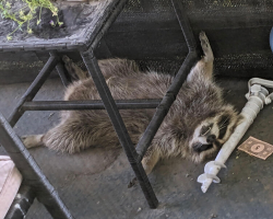 Family Discovers Sleepy Raccoon Snoozing on Their Balcony — And They Couldn’t Bring Themselves to Wake Him