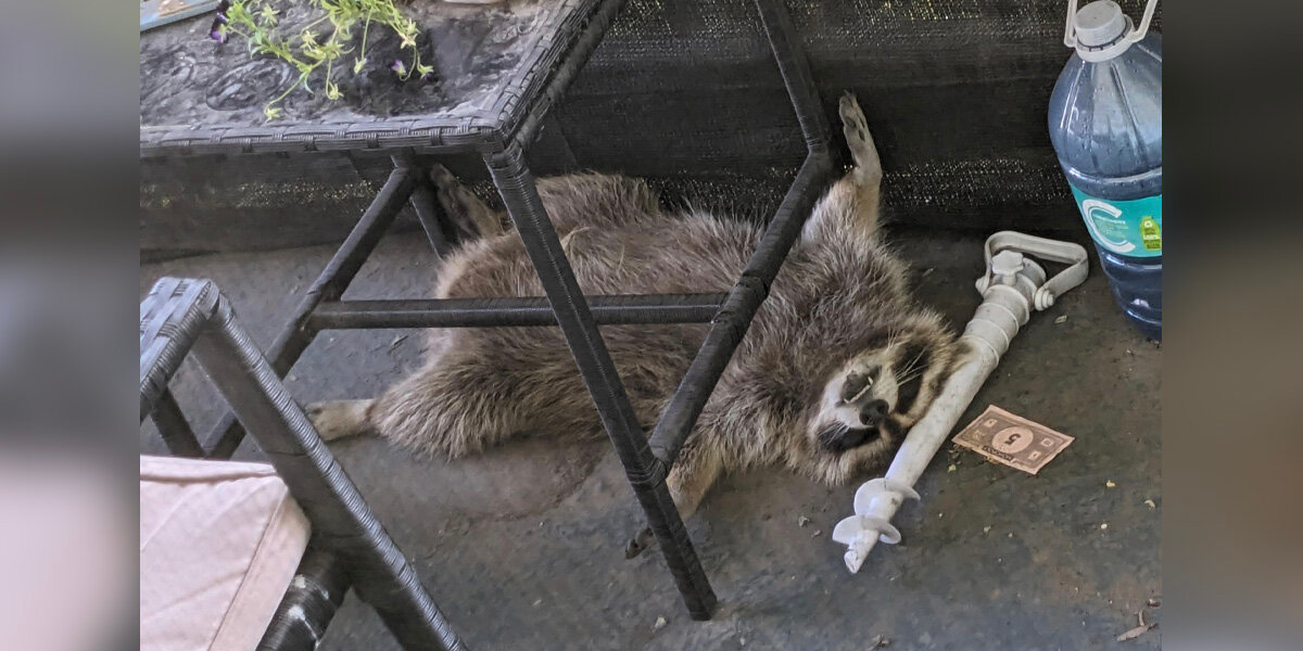 Family Discovers Sleepy Raccoon Snoozing on Their Balcony — And They Couldn’t Bring Themselves to Wake Him