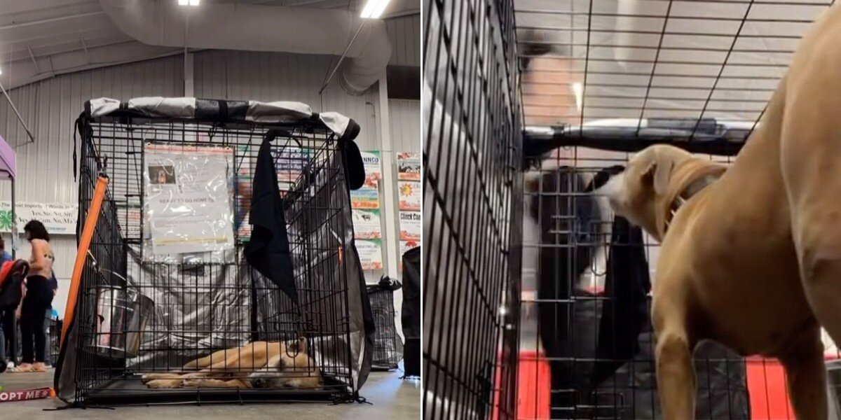 Shelter’s Oldest Dog Watches Everyone Pass Her By — Until The Person Who Loved Her Most Steps Forward