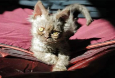 Woman Adopts The Weirdest-Looking Cat She’s Ever Seen — And Starts To Suspect He’s Not Entirely From Earth