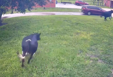 Cows Drop Everything And Sprint Like Puppies When They See Their Mom Come Home