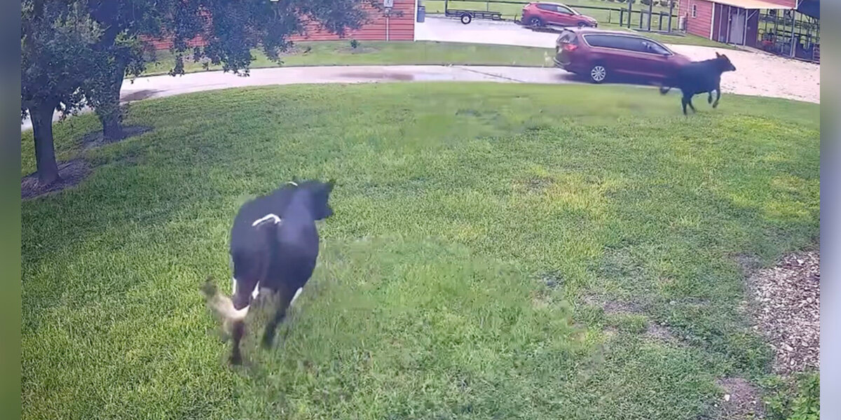 Cows Drop Everything And Sprint Like Puppies When They See Their Mom Come Home