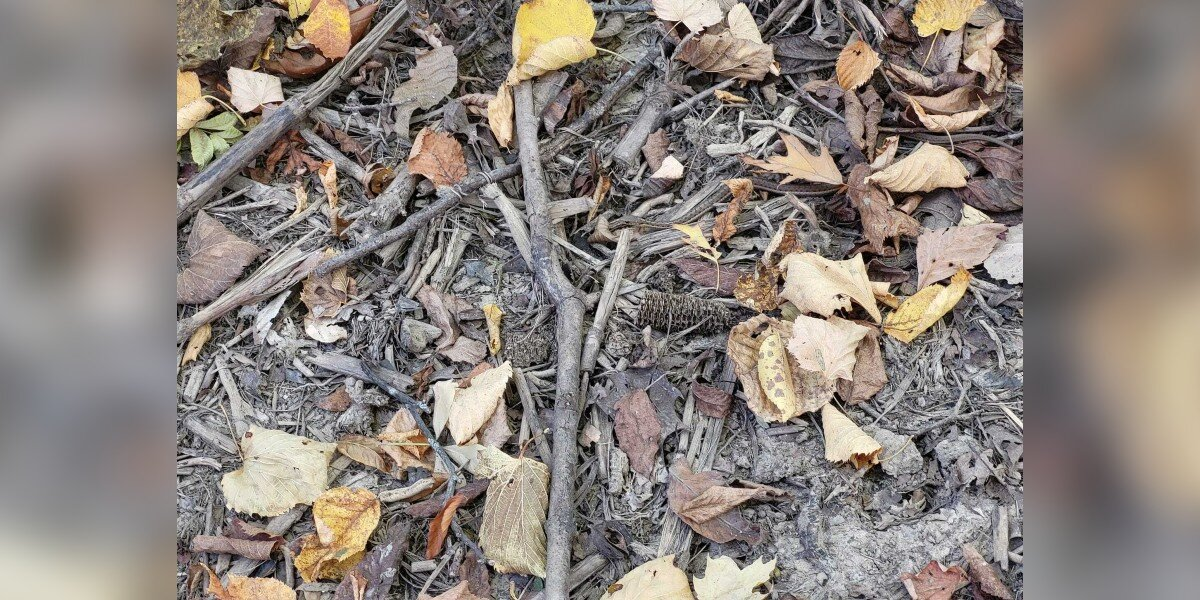 Tiny Snake Finds The Perfect Hiding Spot — And Outsmarts Everyone