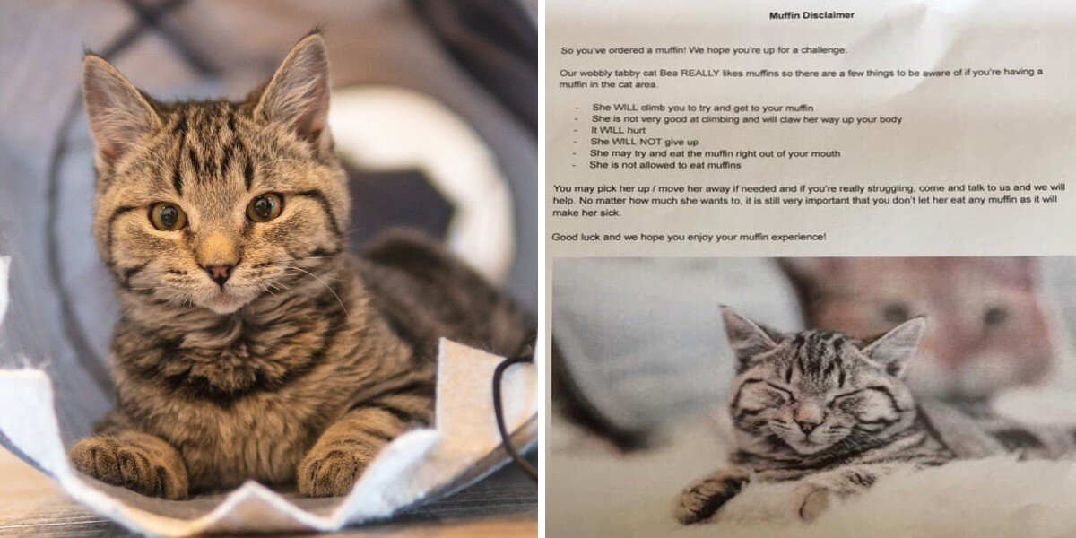 Cat Café Posts Hilarious Muffin Warning For Customers — All Because Of One Determined Cat