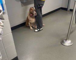 Dog Clings To His Owner’s Leg At Shelter — Begging Not To Be Left Behind
