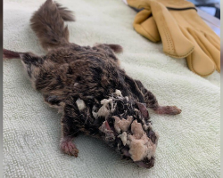 Rescuers Stunned After Finding Flying Squirrel Covered In Mysterious Hard Shell