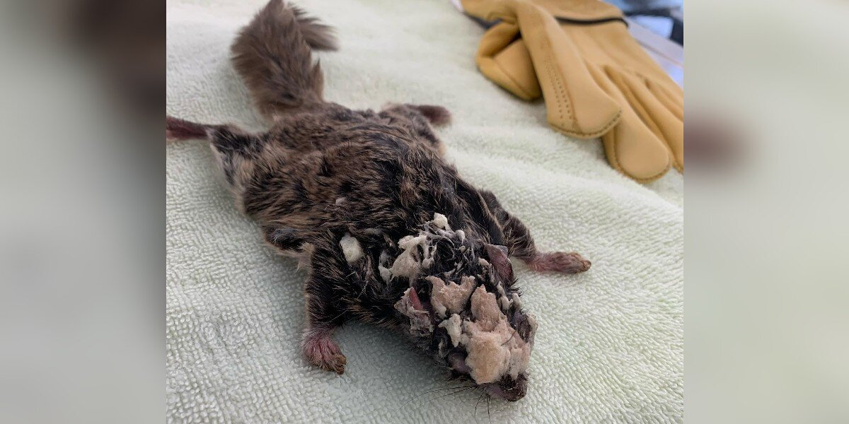 Rescuers Stunned After Finding Flying Squirrel Covered In Mysterious Hard Shell