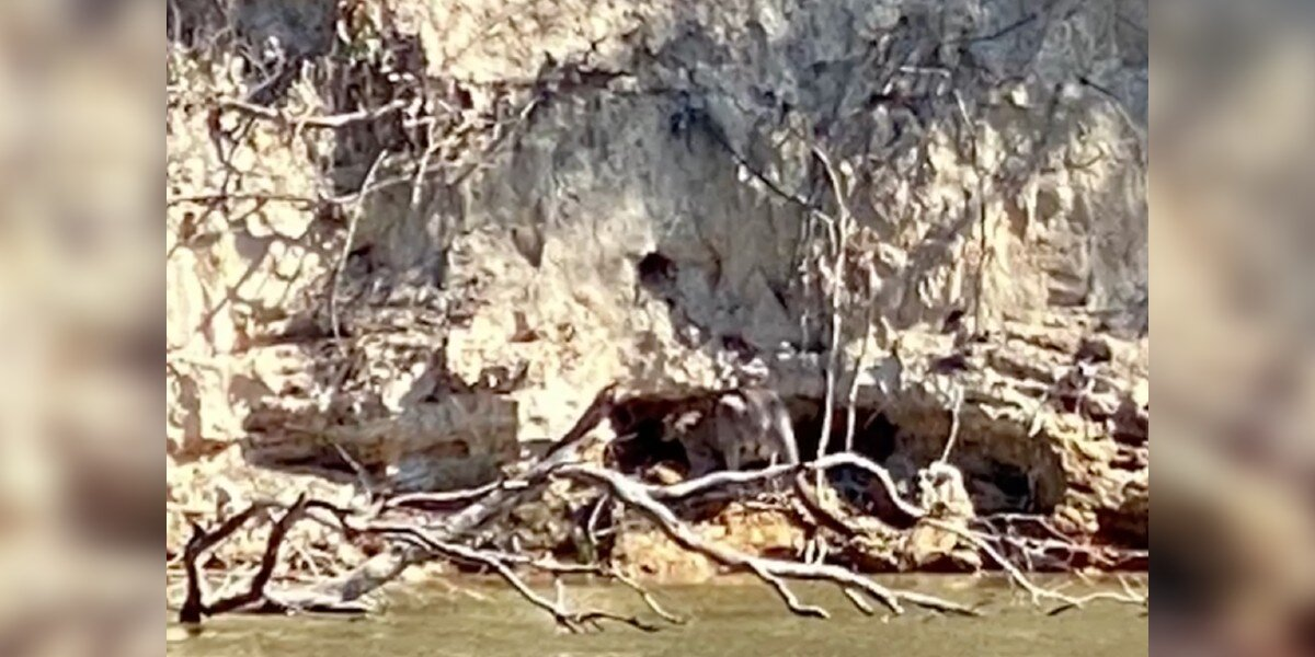 Man On Jet Ski Spots Giant Animal Struggling At Bottom Of Cliff — And Saves His Life