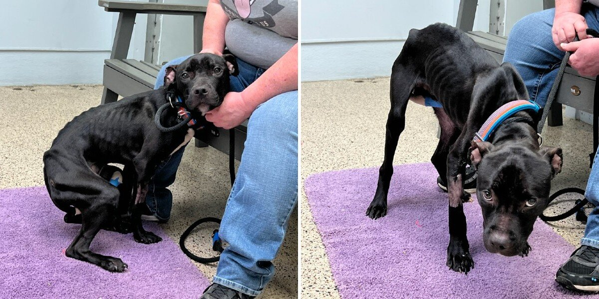 Starving Stray Puppy Blossoms Into Pure Joy After Getting A Second Chance