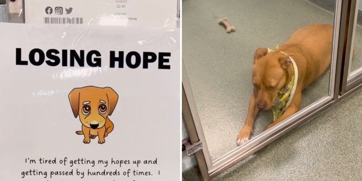 Shelter Dog Was Losing Hope — Until One Simple Sign Changed Everything