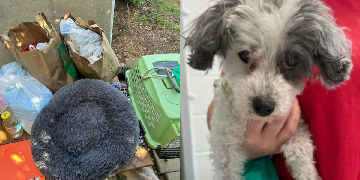 16-Year-Old Dog Left With All Her Belongings And A Note Asking She Be Put Down — But Rescuers Refused To Give Up On Her