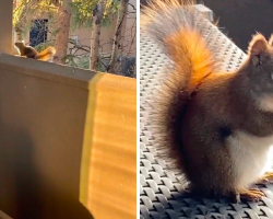 Golden Retriever Waits Every Day To See His Best Friend — A Wild Squirrel