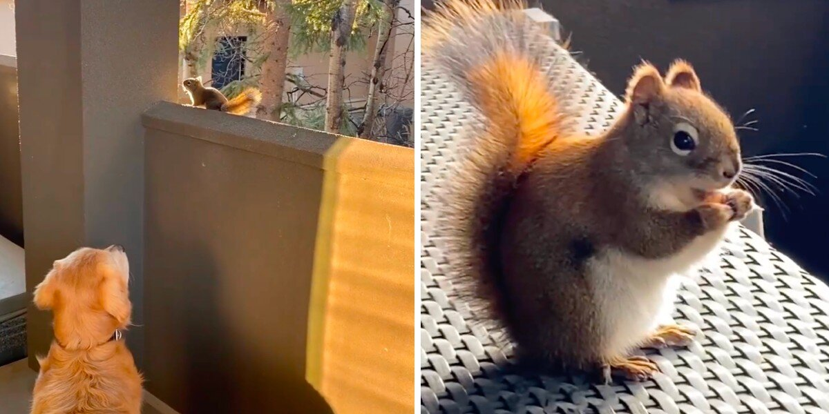 Golden Retriever Waits Every Day To See His Best Friend — A Wild Squirrel