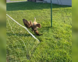 “Lifeless” Owl Tangled In Volleyball Net Gets Rescued Just In Time