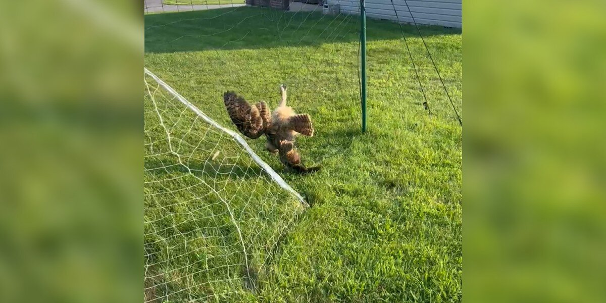 “Lifeless” Owl Tangled In Volleyball Net Gets Rescued Just In Time