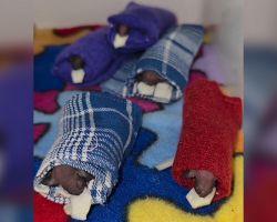 These Wild Babies Are Snuggled In Tiny Sleeping Bags — For The Sweetest Reason