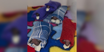 These Wild Babies Are Snuggled In Tiny Sleeping Bags — For The Sweetest Reason