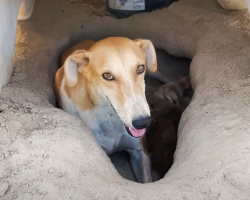 Dog Found Alone In Scorching Desert Wasn’t Just Hiding — She Was Protecting Her Whole World