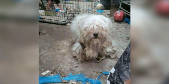 Left Behind With The Trash, This Little Dog Refused To Give Up Hope