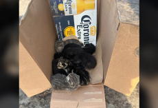 Driver Abandons Box in Parking Lot — What’s Inside Leaves Everyone Heartbroken