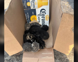 Driver Abandons Box in Parking Lot — What’s Inside Leaves Everyone Heartbroken