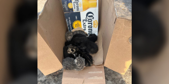 Driver Abandons Box in Parking Lot — What’s Inside Leaves Everyone Heartbroken