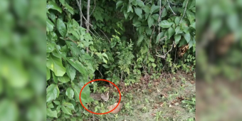 Drivers Hear ‘Screaming’ Near Highway — Then Spot A Tiny Life In Danger
