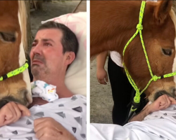 Bedridden Man Is Moved To Tears When A Gentle Horse Lays His Head On His Chest