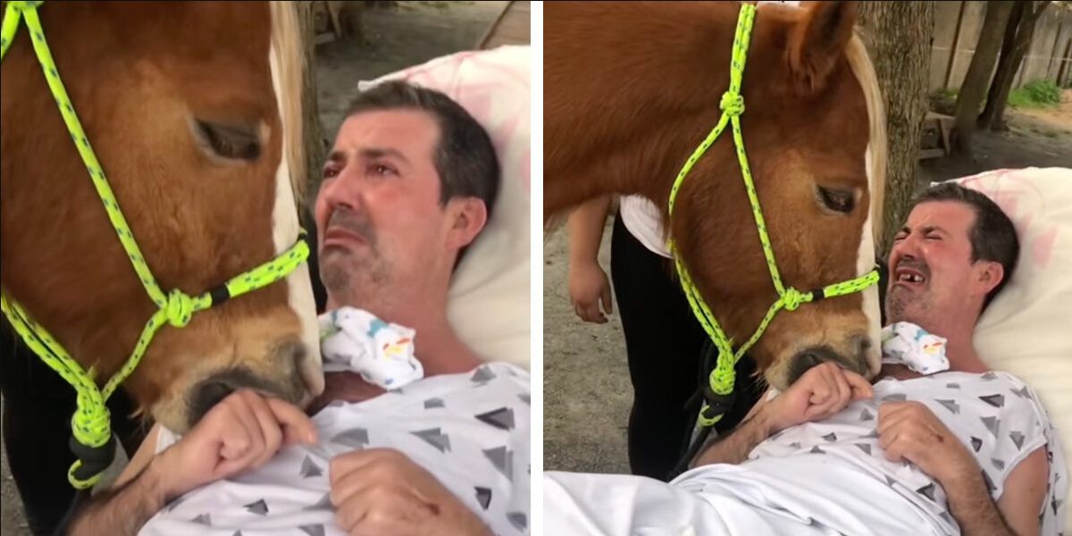 Bedridden Man Is Moved To Tears When A Gentle Horse Lays His Head On His Chest