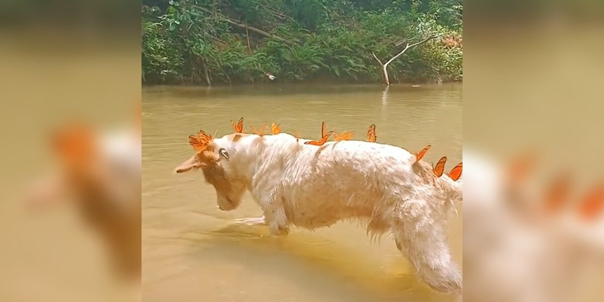 “Guardian of the Butterflies:” Dog Becomes Monarch Magnet on Every Hike