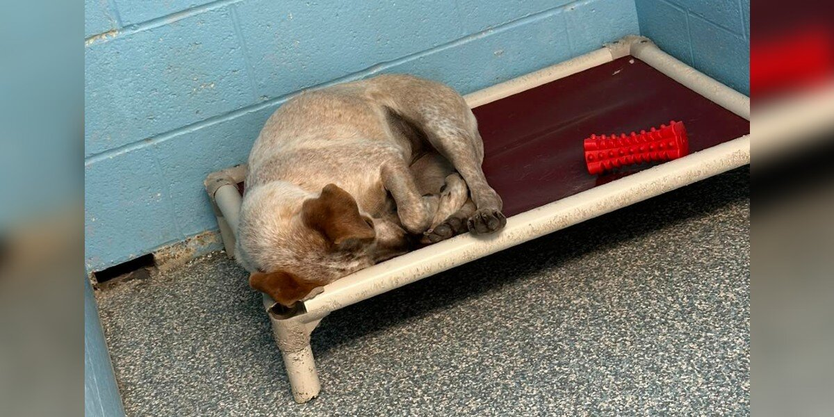 Dog Shuts Down In Her Kennel When Her Only Friend Finds a Home Without Her