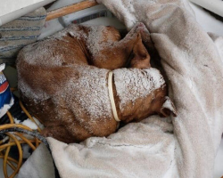 Senior Dog Found Freezing In Blizzard Gets The Christmas Miracle She Needed Most