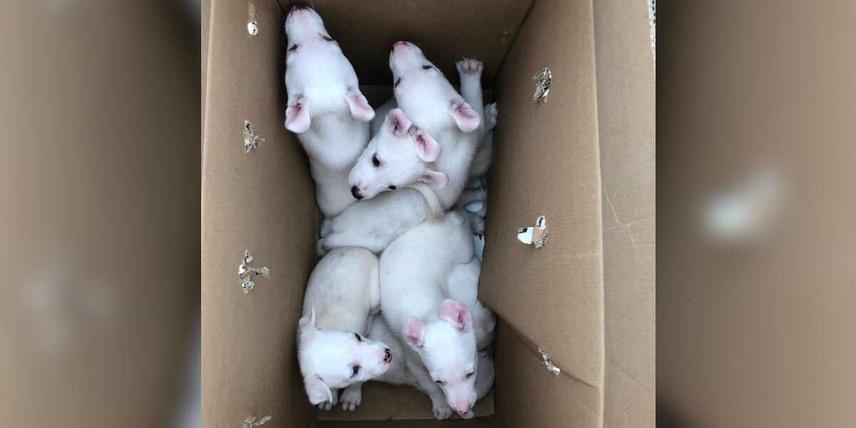 A Box Was Left On Their Property — But What They Found Inside Took Their Breath Away