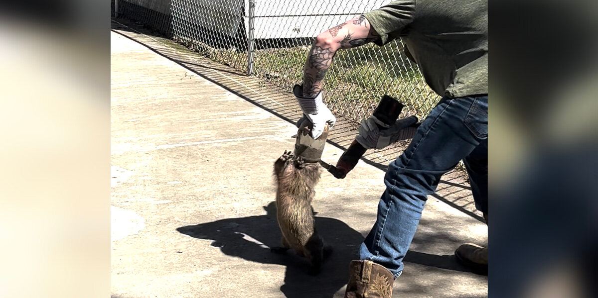 Man Overcomes Fear To Rescue ‘Angry’ Groundhog Trapped In Peanut Butter Jar