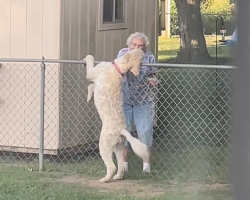 Every Morning, She Waited for Her Elderly Friend — Until One Day, the Gate Stayed Quiet