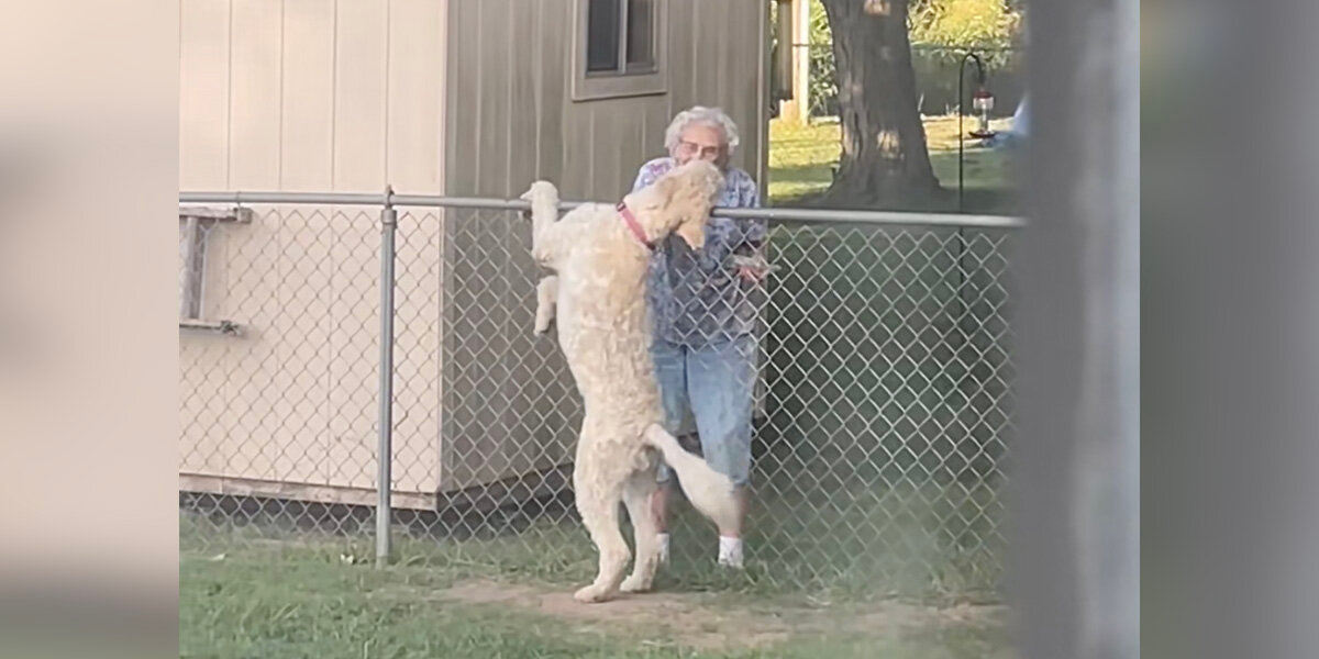 Every Morning, She Waited for Her Elderly Friend — Until One Day, the Gate Stayed Quiet