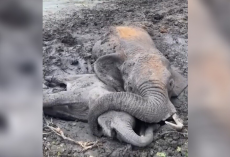 Mama Elephant Refuses To Let Go Of Her Baby As They Fight To Survive In The Mud