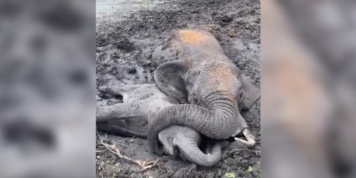 Mama Elephant Refuses To Let Go Of Her Baby As They Fight To Survive In The Mud