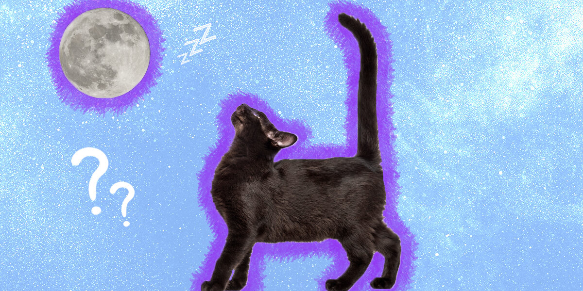 Are Cats Really Nocturnal? Here’s What Science (And Your Sleepless Nights) Say